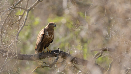 Common buzzard (Buteo buteo). 