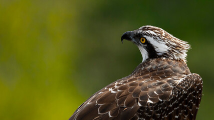 Osprey. Sea hawk. Pandion haliaetus. Águila pescadora.