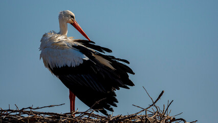 White stork ciconia. Ciconia ciconia.