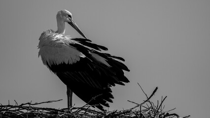 White stork ciconia in black and white. Ciconia ciconia.