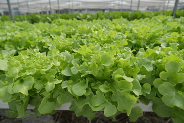 lettuce growing in a greenhouse