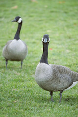 Canadian geese at Stanley Park in Vancouver, British Columbia, Canada