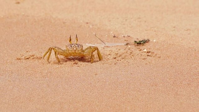 Crab walking on a Beach Sand