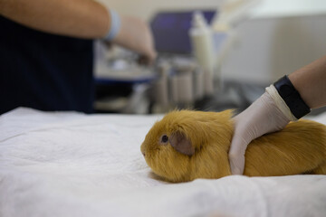 A doctor gently holds a cute guinea pig on an ultrasound table. A rodent guinea pig sitting on a...