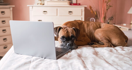 Cute big boxer dog lying on bed with laptop at bedroom