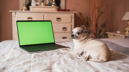 Cute chihuahua dog sitting on bed by opened laptop with green screen