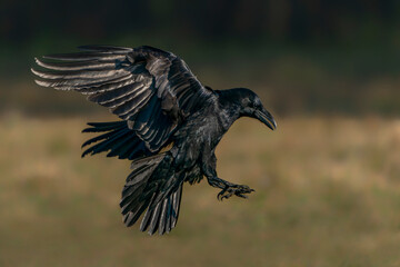 Common Raven (Corvus corax) in flight in the forest of Poland, europe. Green forest in the...