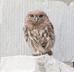 great horned owl