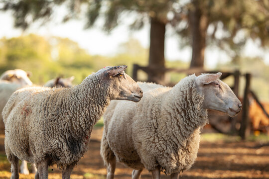 Ovejas y corderos en el campo