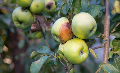 Rotten and healthy apples on a branch