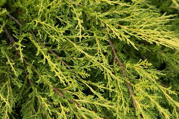 Background of evergreen thuja branches illuminated by the sun. Beautiful tiu cypress branches grow...