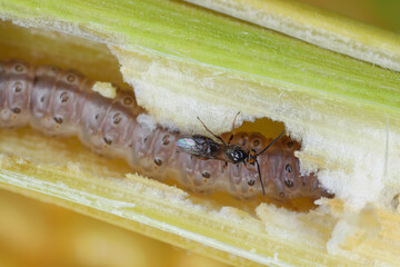 Minute wasp of the family Braconidae, parasitoid of caterpillar of The European corn borer or...