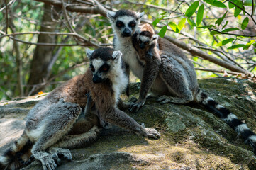 Ring-tailed lemurs in Madagascar