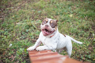 american bully doggy