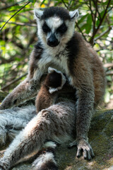 Ring-tailed lemurs in Madagascar