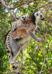 Ring-tailed lemurs in Madagascar