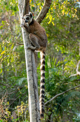 Ring-tailed lemurs in Madagascar