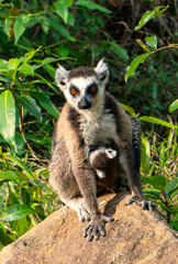 Ring-tailed lemurs in Madagascar