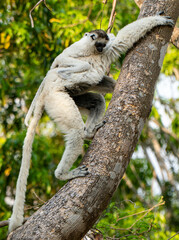 Verreaux's sifaka (Propithecus verreauxi), or the white sifaka and baby in Isalo National Park in Madagascar