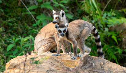 Fototapeta premium Ring-tailed lemurs in Madagascar
