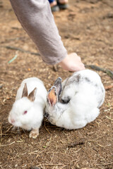 Cute Rabbit