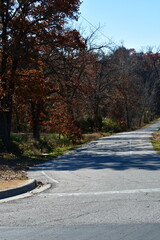 Autumn Trees by a City Street