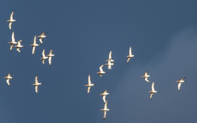 Fototapeta premium Black-tailed Godwit, Limosa limosa, birds in flight over Marshes at winter time