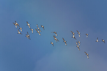 Black-tailed Godwit, Limosa limosa, birds in flight to rainbow over Marshes at winter time