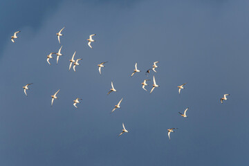Black-tailed Godwit, Limosa limosa, birds in flight over Marshes at winter time