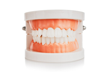 artificial jaw with teeth, teeth cleaning training, prevention of dental diseases, dentist examination, isolated on white background