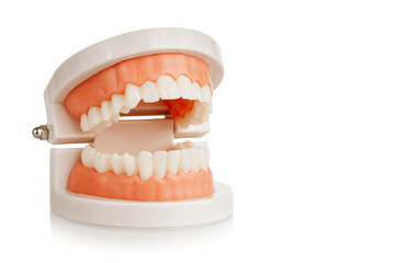 artificial jaw with teeth, teeth cleaning training, prevention of dental diseases, dentist examination, isolated on white background