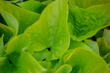 Lush green organic vegetable background with healthy food and nutrition.