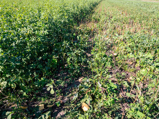 Agricultural field sown with mowed tram harvesting grass mowing