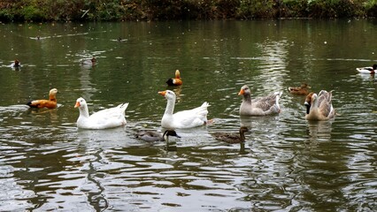 Autumn Landscapes - Ducks and Geese in the park