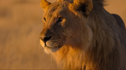 Fototapeta premium portrait of a lion