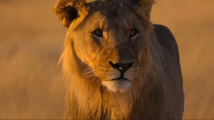 lion in the grass