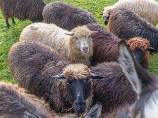 Fototapeta premium Sheep flock