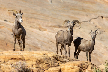 Desert Bighorn Sheep
Valley of Fire
Nevada
