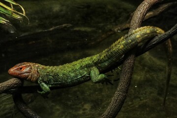 Close-up shot of a Northern caiman lizard on a branch