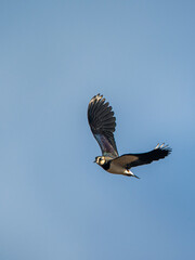 Northern Lapwing, Vanellus vanellus, birds in flight over marshes at winter