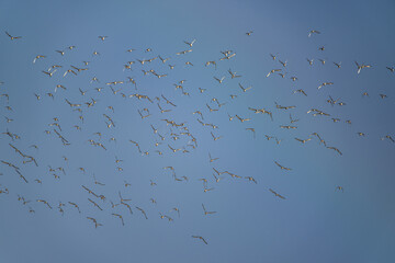 Black-tailed Godwit, Limosa limosa, birds in flight to rainbow over Marshes at winter time