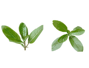fresh basil isolated on white