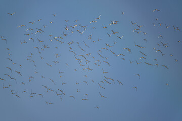 Black-tailed Godwit, Limosa limosa, birds in flight to rainbow over Marshes at winter time