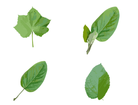 green leaves isolated on white - Powered by Adobe