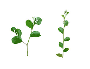 plant isolated on white background