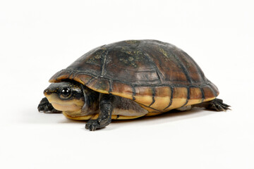 Weißmaul-Klappschildkröte // White-lipped mud turtle (Kinosternon leucostomum) 