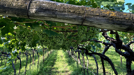 grapes in vineyard, italy 