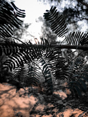 Fern Leaves
