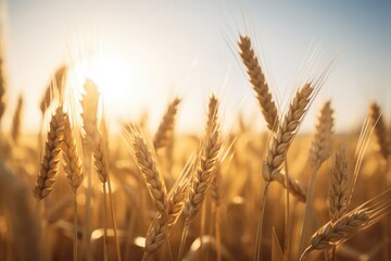 View of wheat field. Wheat ready for harvest on the field