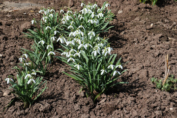 a bush of snowdrops in the rays of the spring sun on a fresh day